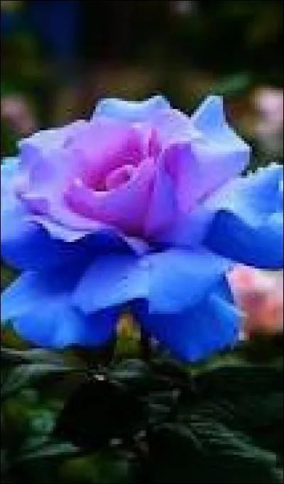 Participe passé du verbe "pleuvoir :