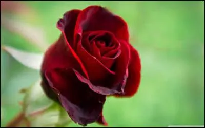 En chimie, qualifie un procédé de synthèse donnant des composés oxygénés :