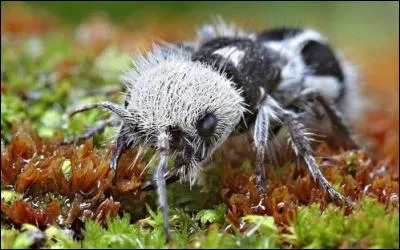 À quelle espèce appartient l'insecte surnommé "fourmi-panda" ?