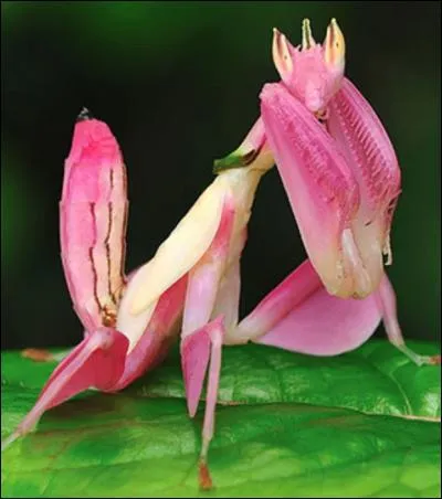 Quelle est cette reine du mimétisme ?