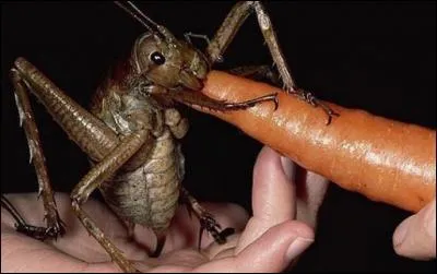 Où trouve-t-on le weta géant ?