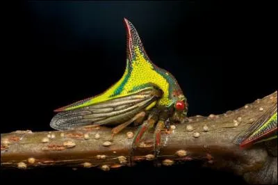 C'est une sauterelle...