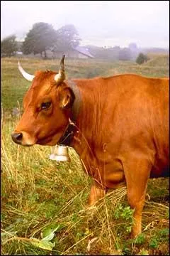 Quelle est cette race ?