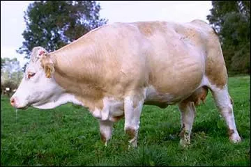 Quelle est cette race ?