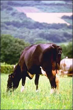 Quelle est cette race ?