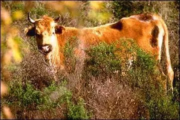 Quelle est cette race ?