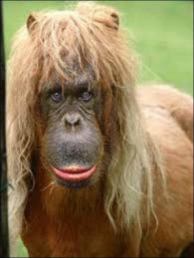 De quelle couleur est le cheval multicolore de Bérangère ?