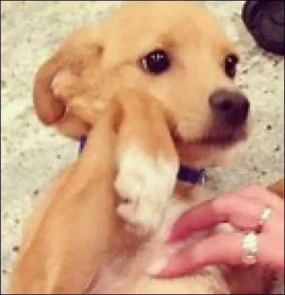 À quelle star ce chien appartient-il ?