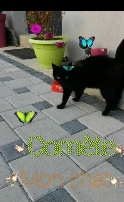 Lors d'une assemblée, un chat te regarde étrangement.