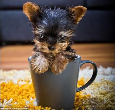 Quel est le nom du plus petit chien au monde ?