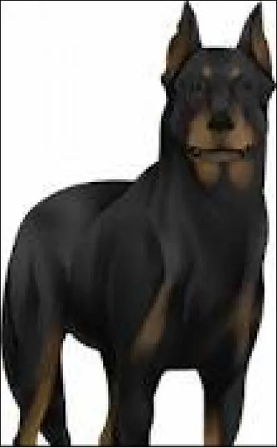 Comment s'appelle le chien de Castiel ?