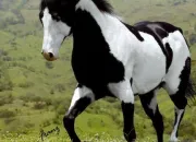 Quiz Galop 2