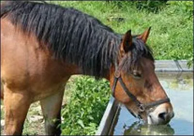 Combien de litres d'eau le cheval boit-il par jour ?