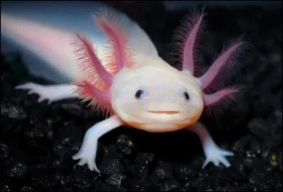 L'axolotl est un amphibien. Vrai ou faux ?