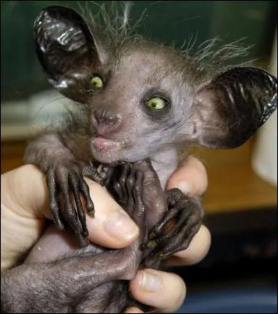 Quel est le nom de cet animaux, très rare ?