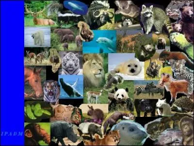 Babouk est le nom...