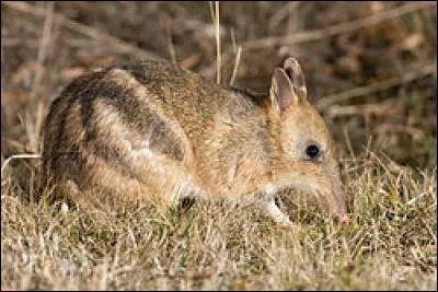 Les bandicoots sont...