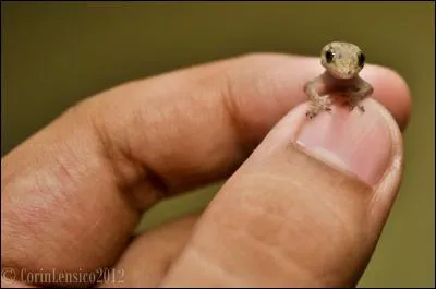 Le balane est un petit lézard.