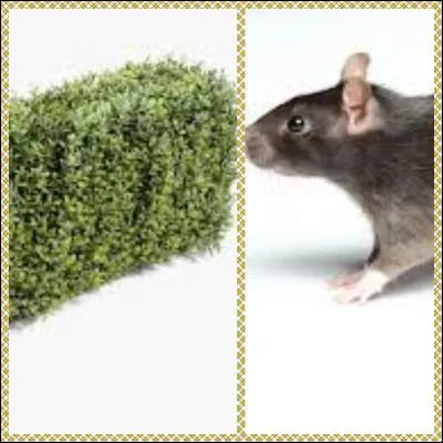 Indice : épouse de Zeus. C'est :