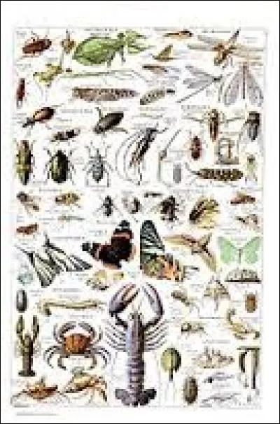 Il y a un seul insecte parmi ces animaux, lequel ?