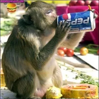 Que boit ce singe ?