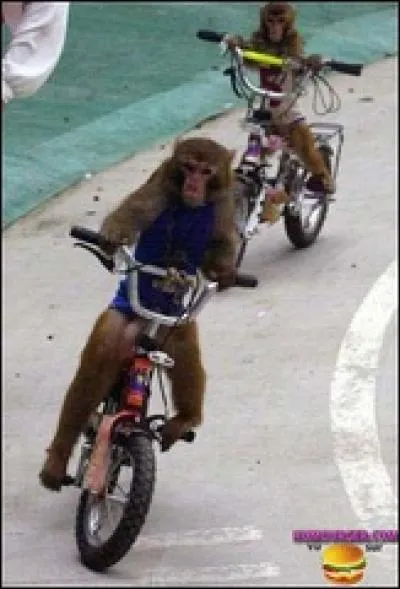 Ces singent se promènent en...