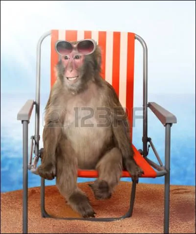 C'est l'été, ce singe en profite pour...