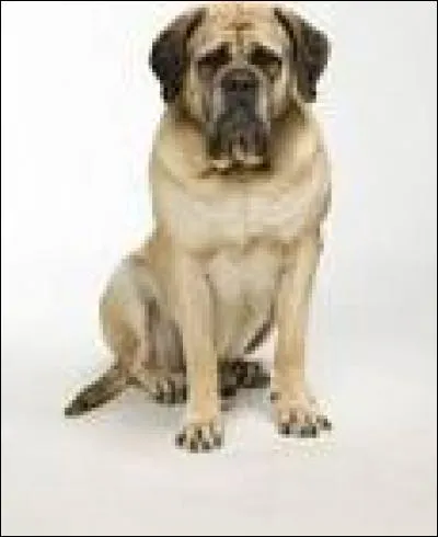 Comment s'appelle le chien ?