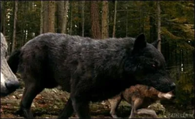 De qui Sam s'est-il imprégné ?