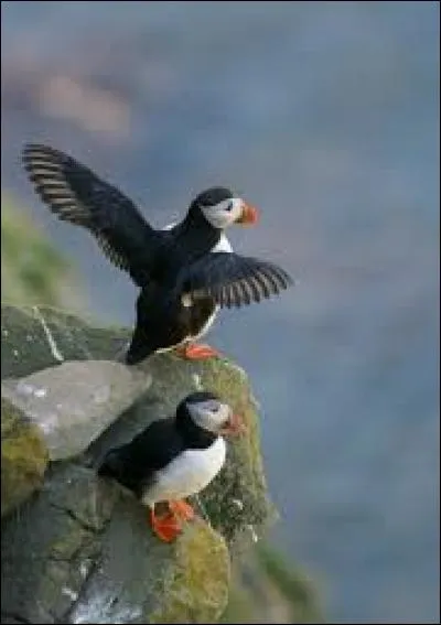 Enflure de la joue due à une infection dentaire :