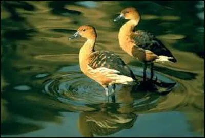 Chercher la petite bête :