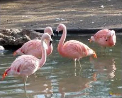 Familièrement, voleur :