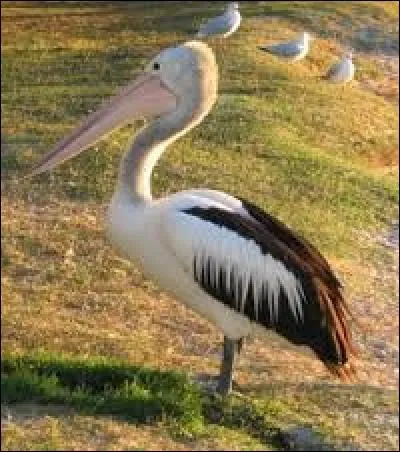 Canis lupus femelle :