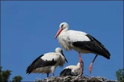 Vieux morceau de tissu :