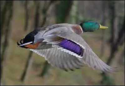 Reste de dent cariée :