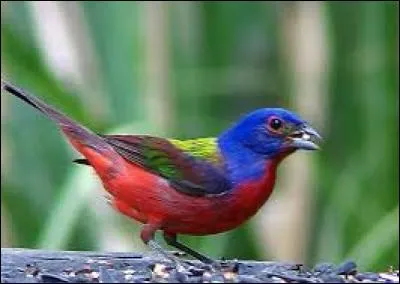 Mollusque bivalve de forme allongée et couramment appelé couteau :