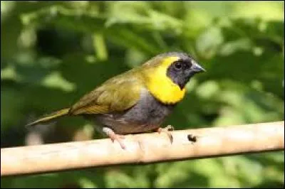 Qui contient du sodium ou de la soude :