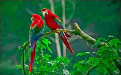 Forme poétique d'origine italienne adoptée par les poètes de la Pléiade, Du Bellay et Ronsard en particulier :