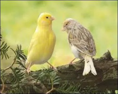 Poisson plat appartenant à la famille des Soléidés :