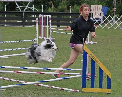 Désirez-vous un chien taillé pour des activités physiques telles que la course à pied, l'agility, etc. ?