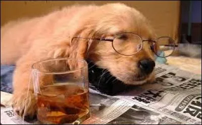 Où ferez-vous dormir votre chien ?