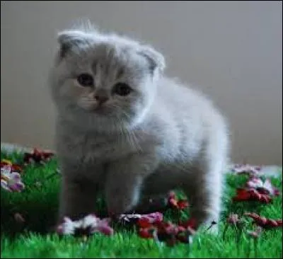 Quelle est cette race de chat ?