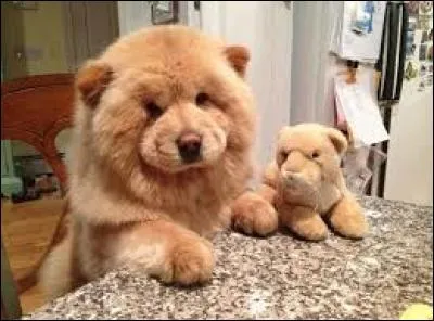 Quelle est cette race ?