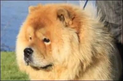 De quelle couleur est la langue du chow-chow ?