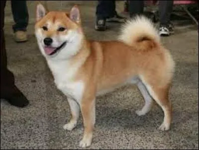 De quel pays vient le shiba ?