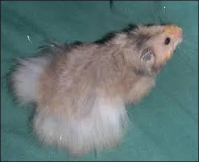 De quelle race est ce hamster ?