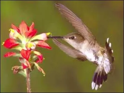 Avec quoi se nourrit-il ?