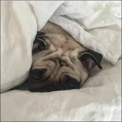 Quel est le nom de son carlin ?