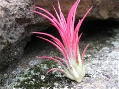 Il existe une très grande variété de tillandsias dont certains ont des fleurs en forme de raquette, d'autres en forme d'illet, d'autres encore à tête de méduse ou ressemblant à de la mousse en cascade. Mais d'où sont-ils originaires ?