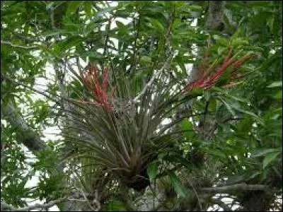 Comment ces plantes captent-elles principalement leur nourriture ?